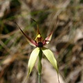 Caladenia macrostylis Leaping Spider Orchid Cascades Pemberton IMG_1180.JPG
