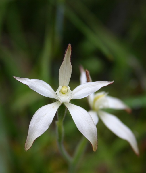 Caladenia marginata White Fairy Paper Collar Creek IMG_8855.JPG