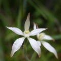 marginata "White Fairy"