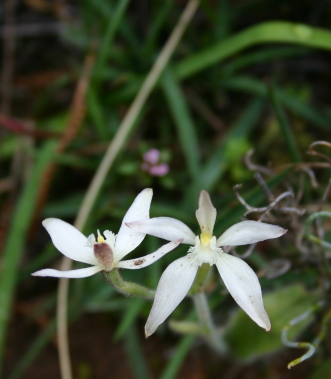 marginata "White Fairy"