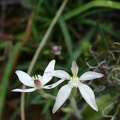 marginata "White Fairy"