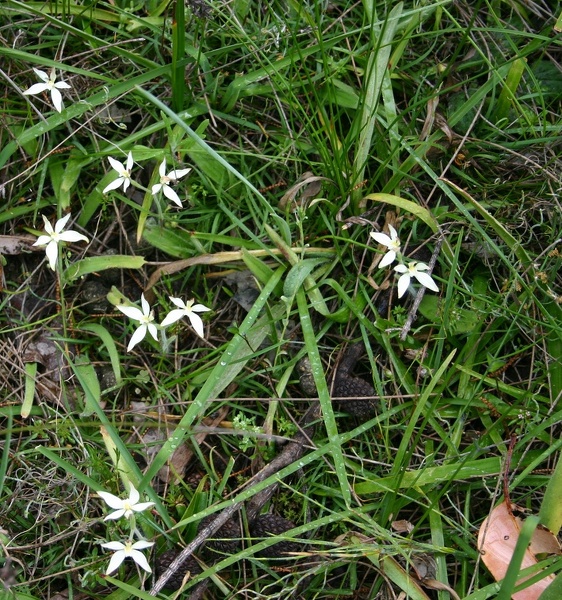 Caladenia marginata White Fairy Paper Collar Creek IMG_8861.JPG