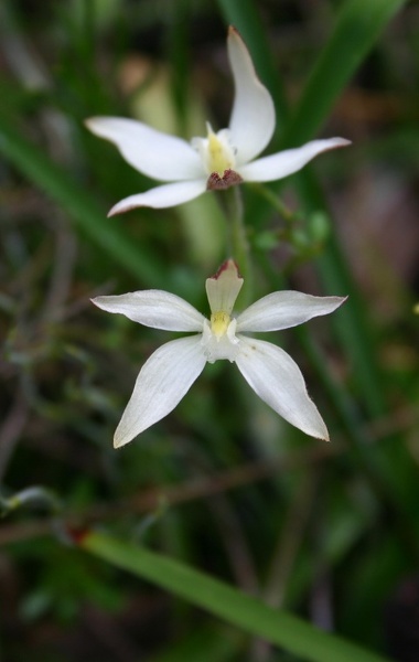 Caladenia marginata White Fairy Paper Collar Creek IMG_8862.JPG