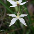 marginata "White Fairy"