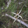 Caladenia microchila Western Wispy Spider Paper Collar Creek IMG_8727.JPG