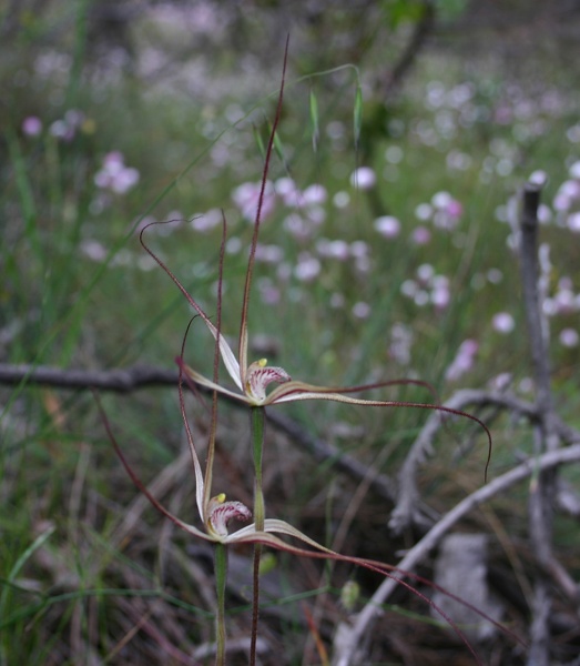 Caladenia microchila Western Wispy Spider Paper Collar Creek IMG_8890.JPG