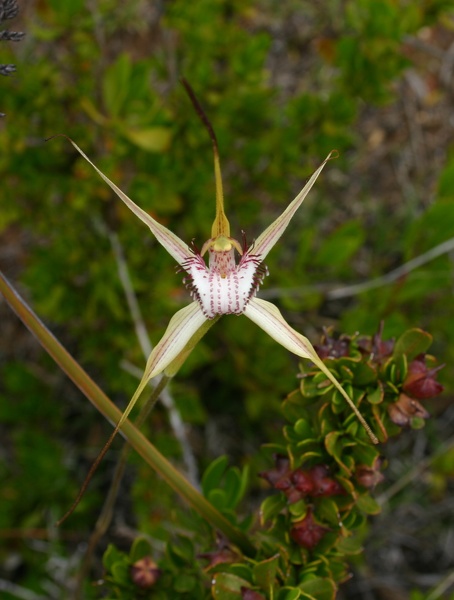 Caladenia serotina Christmas Spider Orchid Hardy Inlet Yacht Club Augusta IMG_1765.JPG