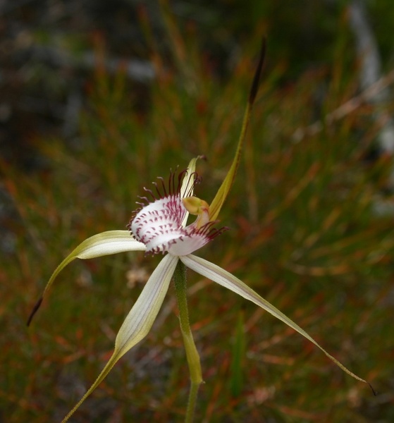 Caladenia serotina Christmas Spider Orchid Hardy Inlet Yacht Club Augusta IMG_1795.JPG