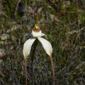 longicauda subsp. eminens