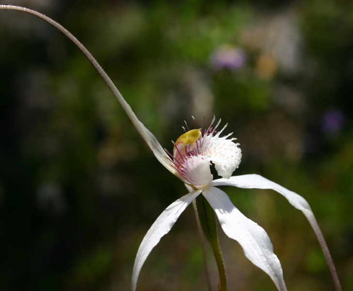 Calandenia longicauda subsp. eminens Stark White Spider Orchid Tenterden IMG_9513.JPG