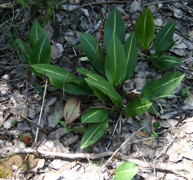 Cryptostylis ovata Slipper Orchid Leaf Shannon Dam Walktrail Shannon NP IMG_0656.JPG