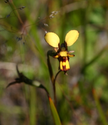 laxiflora