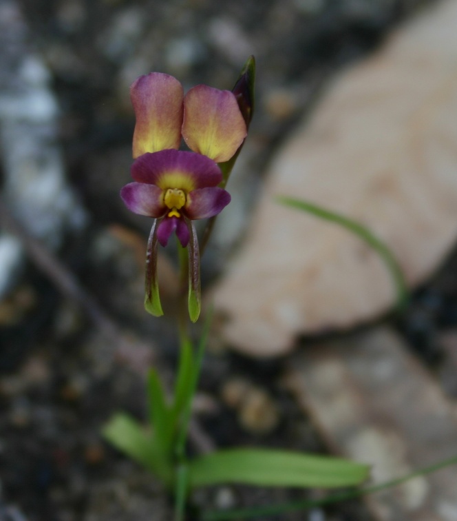 longifolia