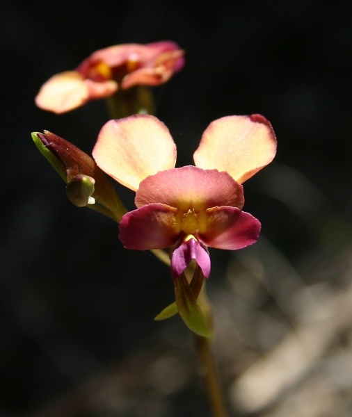 Diuris longifolia Purple Pansy Orchid Fernhook Falls Deep River Mount Frankland NP IMG_0406.JPG