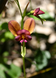 longifolia