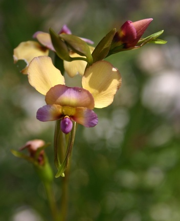 longifolia