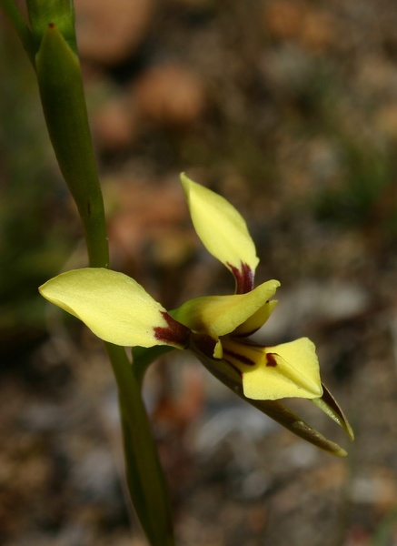Diuris setacea Bristly Donkey Orchid Tenterden IMG_9494.JPG