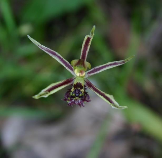 Drakonorchis barbarossa Common Dragon Paper Collar Creek IMG_8875.JPG