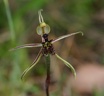 barbarossa (syn. Drakonorchis barbarossa)