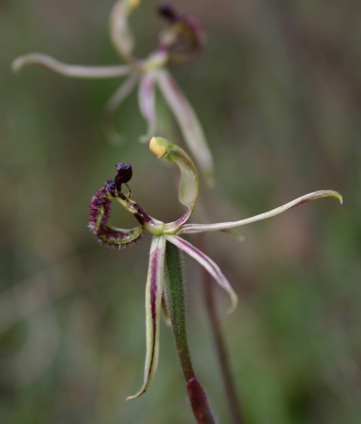 barbarossa (syn. Drakonorchis barbarossa)