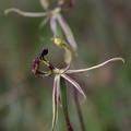 barbarossa (syn. Drakonorchis barbarossa)