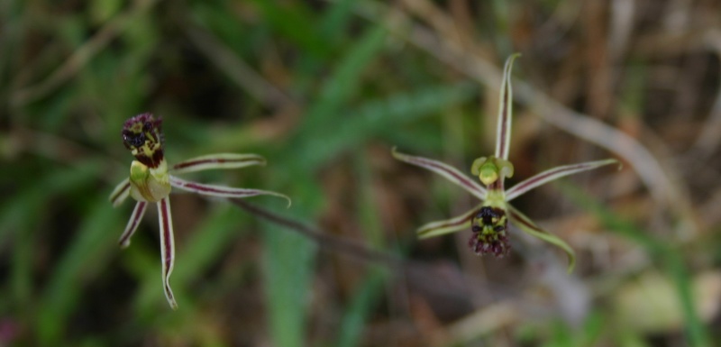 Drakonorchis barbarossa Common Dragon Paper Collar Creek IMG_8848.JPG