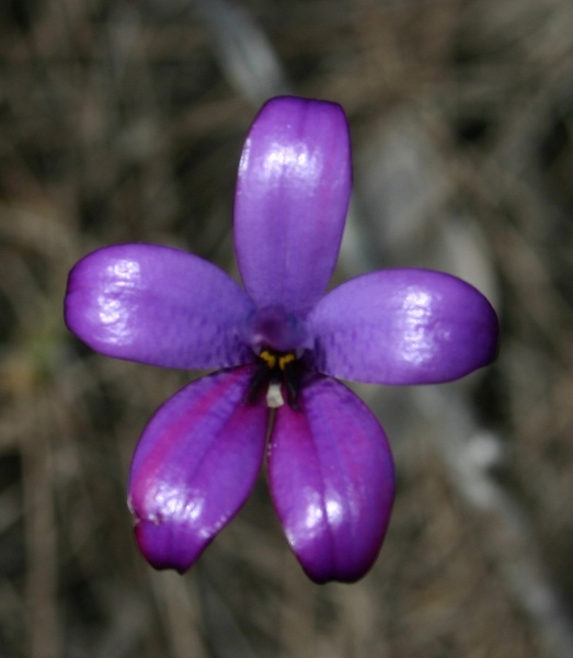 Elythranthera brunonis Purple Enamel Orchid Deep River Fernhook Falls Mount Frankland NP IMG_0350.JPG