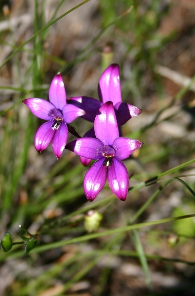 Elythranthera brunonis Purple Enamel Orchid Mt Lesueur NP IMG_8184.JPG