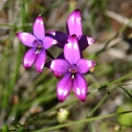 Elythranthera brunonis Purple Enamel Orchid Mt Lesueur NP IMG_8184.JPG