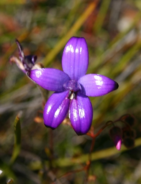 Elythranthera brunonis Purple Enamel Orchid Tenterden IMG_9444.JPG