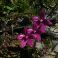 Elythranthera emarginata Pink Enamel Orchid Mt Lesueur NP IMG_8137.JPG