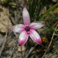 Elythranthera emarginata Pink Enamel Orchid Nature Walking Trail Ambergate Reserve Busselton IMG_1956.JPG