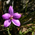 Elythranthera emarginata Pink Enamel Orchid Tenterden IMG_9411.JPG