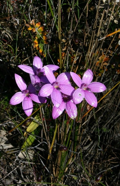 Elythranthera emarginata Pink Enamel Orchid Tenterden IMG_9423.JPG