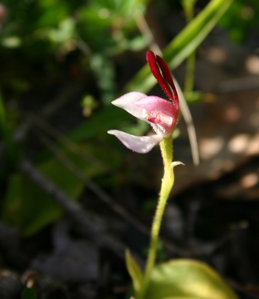 Leptoceras menziesii Rabbit Orchid Stirling Range Retreat IMG_8635.JPG