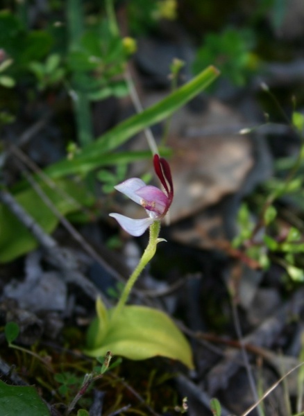 Leptoceras menziesii Rabbit Orchid Stirling Range Retreat IMG_8630.JPG