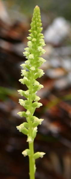 Microtis media subsp. densiflora Dense Mignonette Orchid Hardy Inlet Yacht Club Augusta IMG_1778.JPG