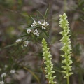 Microtis media subsp. media Common Mignonette Orchid Stirling Dam Harvey IMG_2082.JPG