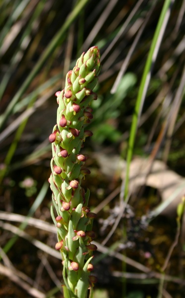 Monadenia bracteata South African Orchid Deep River Fernhook Falls Mount Frankland NP IMG_0382.JPG