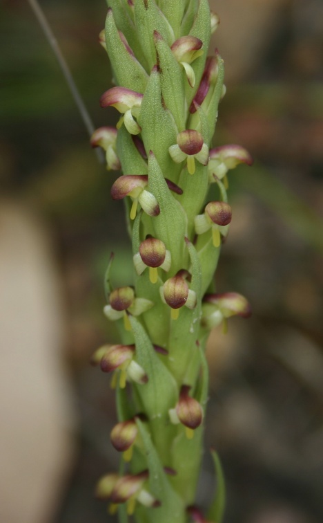 bracteata