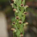 bracteata