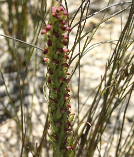 Monadenia bracteata South African Orchid Walking Track Cosy Corner IMG_9775.JPG