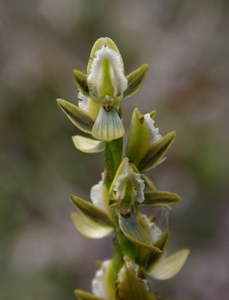Prasophyllum elatum Tall Leek Orchid Mt Barker IMG_9168.JPG