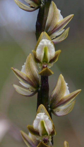 Prasophyllum elatum Tall Leek Orchid Mt Barker IMG_9207.JPG