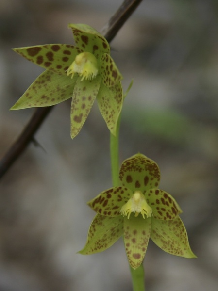 Thelymitra benthamiana Leopard Orchid Big Brook Dam Rainbow Trail Pemberton IMG_1285.JPG