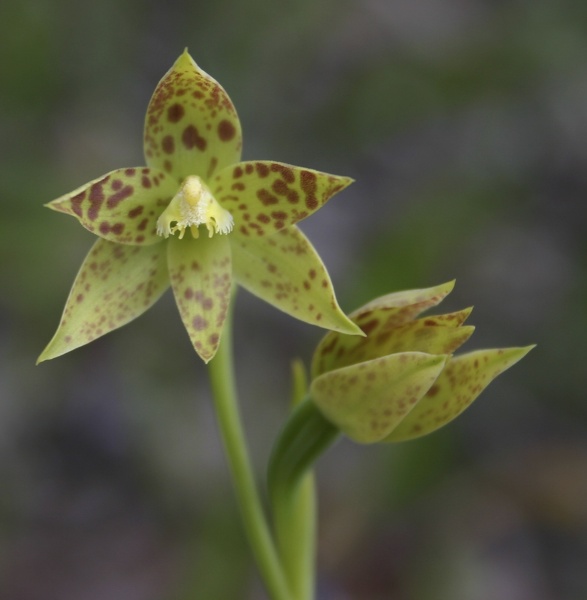 Thelymitra benthamiana Leopard Orchid Big Brook Dam Rainbow Trail Pemberton IMG_1294.JPG