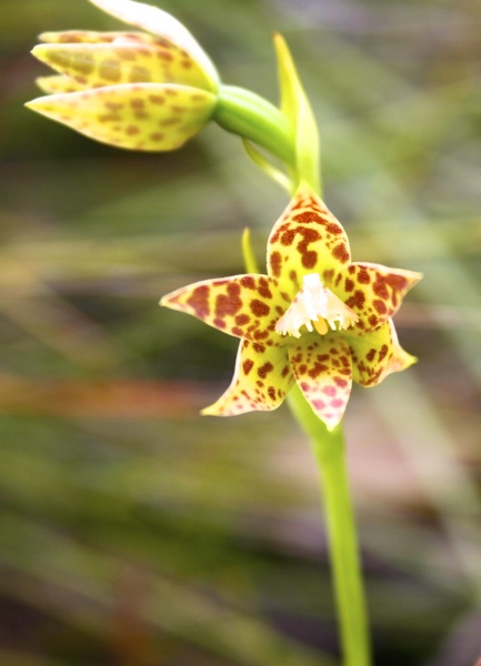 Thelymitra benthamiana Leopard Orchid Kalgan River Luke Pen Walk Kalgan Albany IMG_9605.JPG