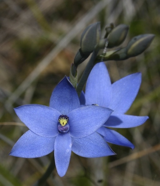 Thelymitra crinita Blue Lady Orchid Kalgan River Luke Pen Walk Kalgan Albany IMG_9584.JPG
