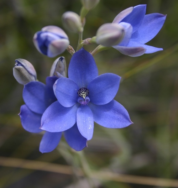 Thelymitra crinita Blue lady Orchid Nature Walking Trail Ambergate Reserve Busselton IMG_1952.JPG