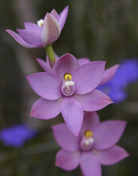 Thelymitra macrophylla Scented Sun Stirling Range Retreat IMG_8716.JPG